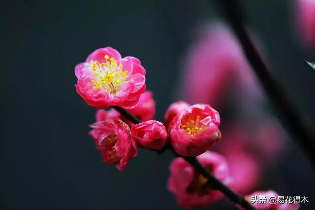 七夕送女朋友什么礼物好最有意义七夕情人节鲜花如何选？掌握这5点就可以买