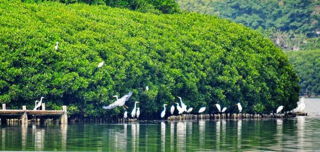 2020年“美丽中国，我是行动者” 主题摄影比赛微信投票通道正式开启