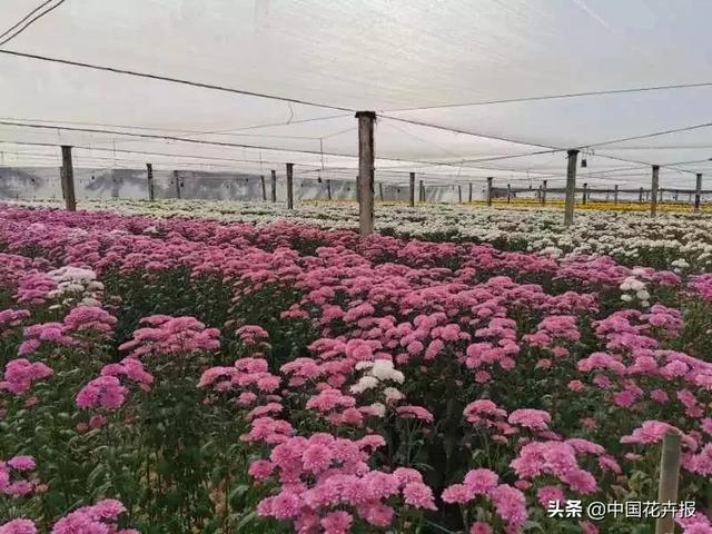 今年情人节送什么好谁说情人节没有鲜花？请签收我为您种下的这片花海