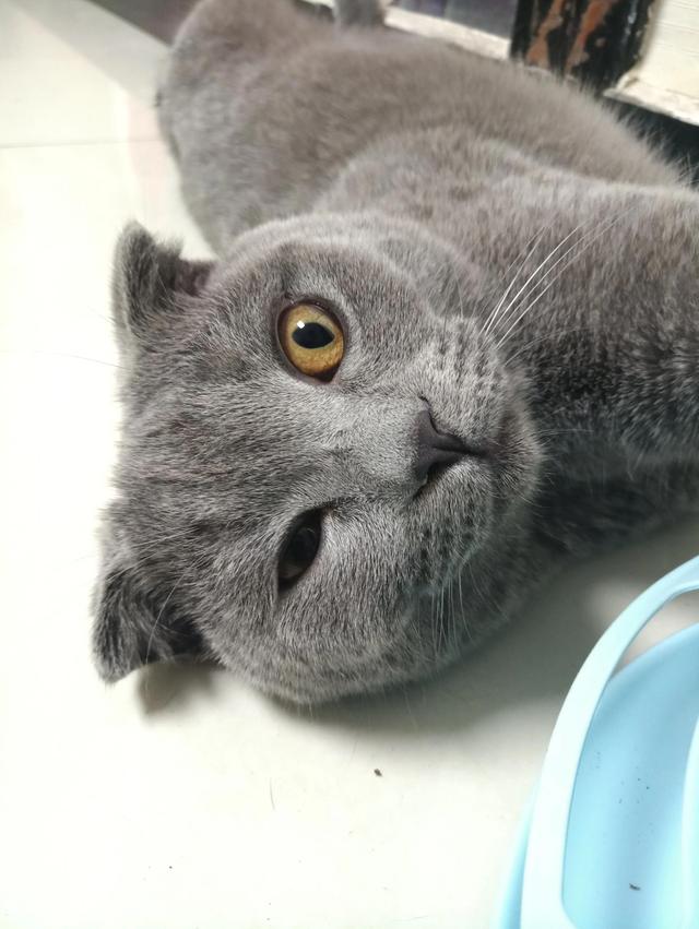 The house got smelly after raising a cat? Your cat litter is useless