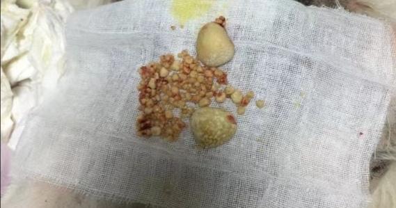這些石頭都是狗狗膀胱裡面取出的，主人看著留下了心疼的眼淚 萌趣萌寵 第3张