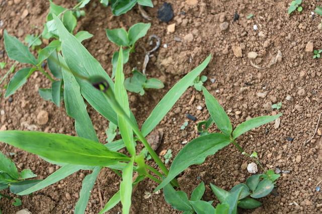 农村常见的中草药图片及名字（十种农村常见中药材）