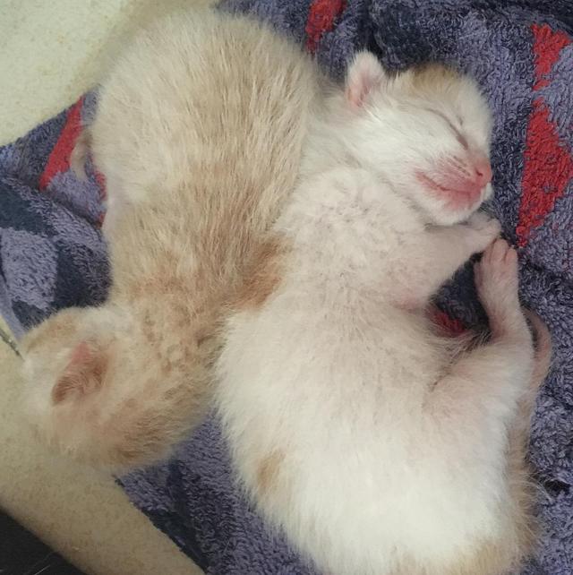 Why does the female cat roll around after mating? Some even turn their