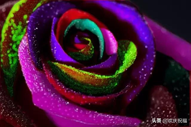 情人节送男友什么今天5.20，520玫瑰送给群里所有的朋友~祝天下有情人情人节快