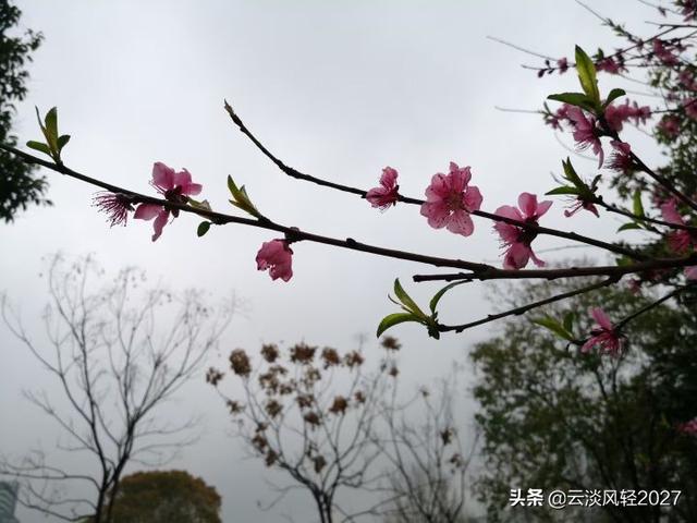 一件珍贵的礼物作文500字,珍贵的礼物优秀作文500字