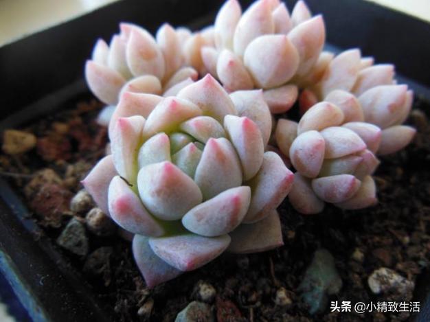 情人节送礼物情人节送玫瑰，就送这8种“永不凋谢”的多肉玫瑰，象征天长地