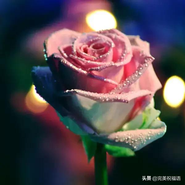 情人节送女孩礼物明日情人节,214朵玫瑰送给亲爱的朋友,祝你们情人节快乐