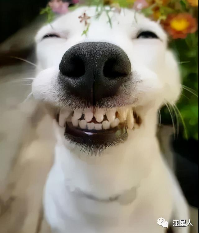 do-you-know-the-little-common-sense-of-dog-changing-teeth-housepet