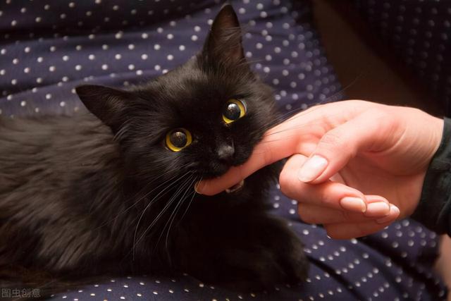 Cats Always Bite Their Owner S Hand Which Actually Has These Meanings Daydaynews