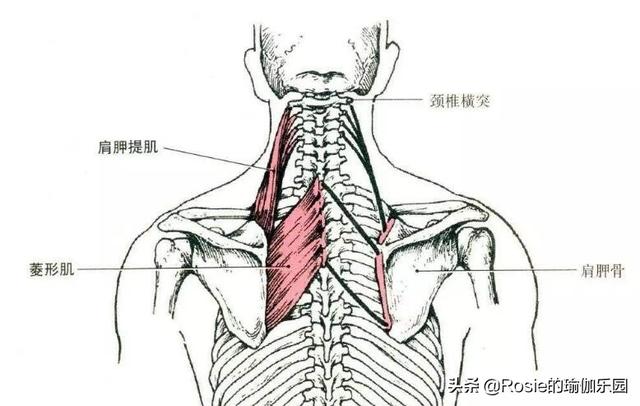 劉亦菲性感鎖骨、直角肩搶鏡，辦公做3步，終結烏龜脖解鎖好體態 健身減肥達人 第19张