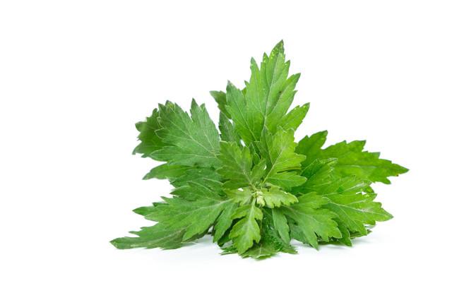 农村常见的中草药图片及名字（十种农村常见中药材）