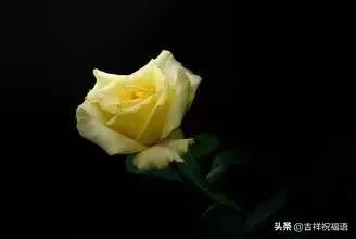 情人节送玫瑰花的含义5201314， 送你999玫瑰花，祝你爱情甜甜蜜蜜