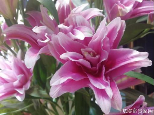 情人节送女孩礼物送花讲究“投其所好”，元旦春节就送它，聪明人都喜欢