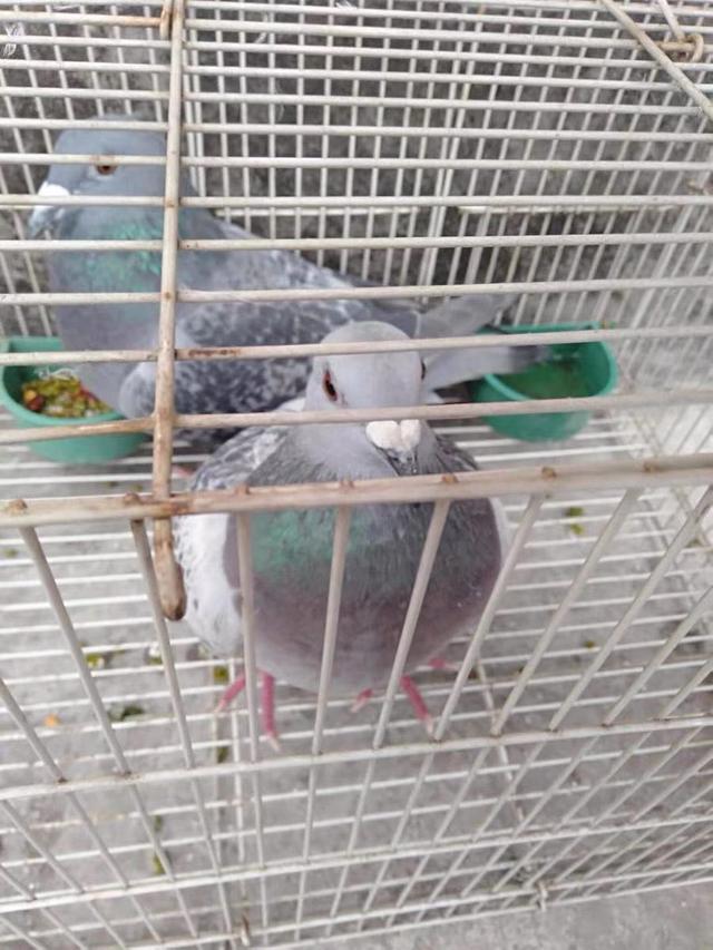 The pigeon loft is small, how to raise pigeons? housepet DayDayNews