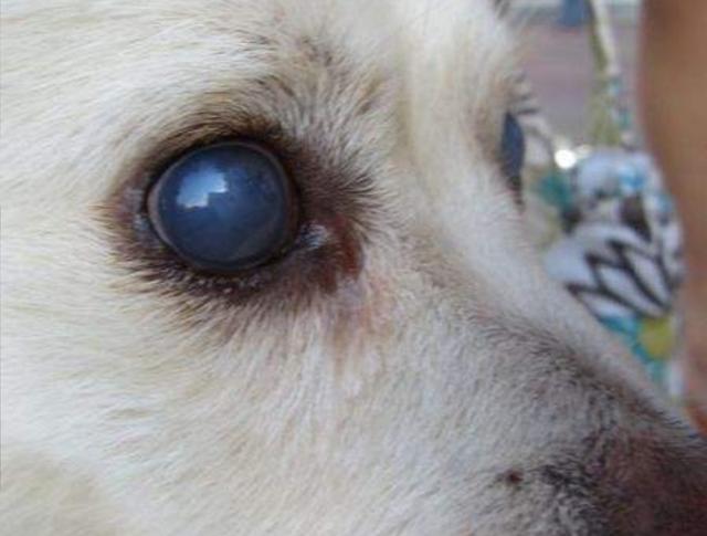 寵物醫生：犬傳染性肝炎俗稱「藍眼病」，我們應該如何治療和預防 萌趣萌寵 第2张
