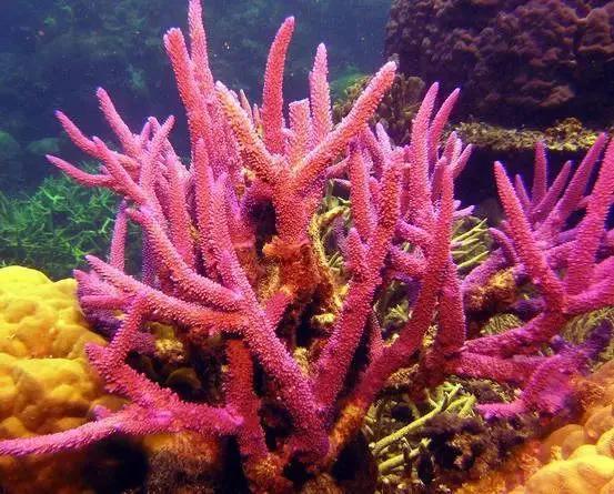 红珊瑚图片(红珊瑚图片大全图片欣赏)
