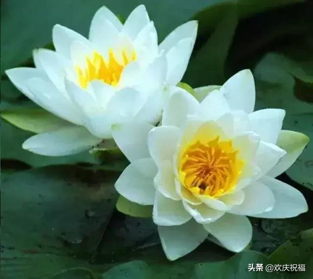 情人节送女生什么明日情人节，罕见情人花，你见过吗？忍不住发给你看看