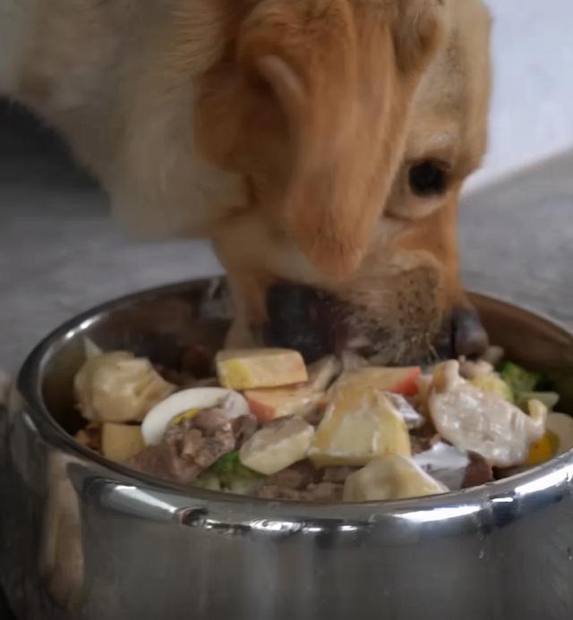 警犬也過年了，狗子們穿新衣，貼對聯，吃肉肉，它們笑得太甜了 萌趣萌寵 第6张