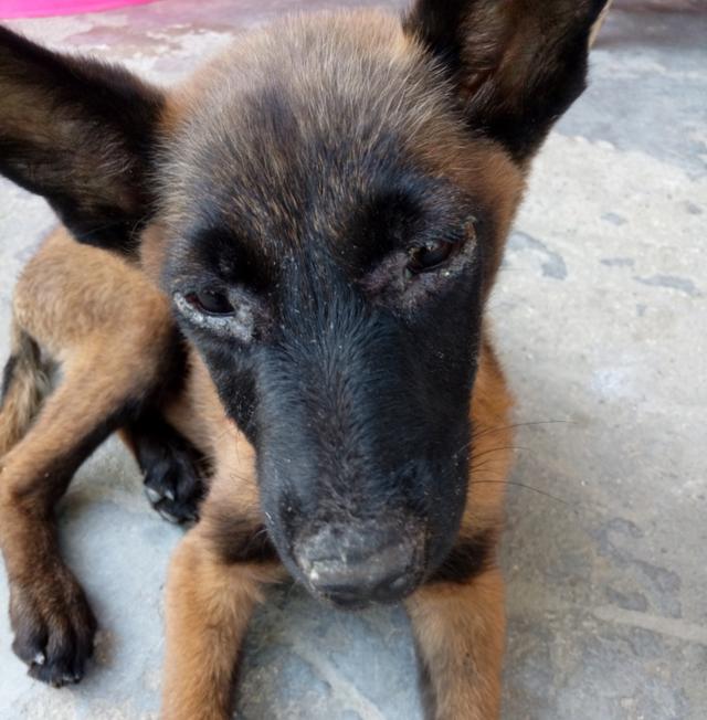 辟謠：犬瘟熱病毒只會引起狗狗呼吸道症狀？皮膚疾病也是一種表現 萌趣萌寵 第6张