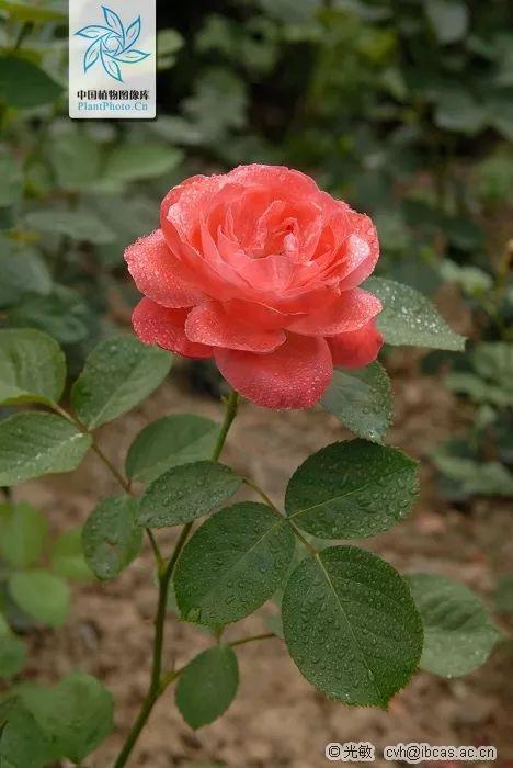 今年情人节送什么好「本草驿站」情人节的花，你送对了吗？