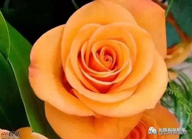 情人节送什么明天情人节，99玫瑰送给群里朋友，祝你们情人节快乐，永远健康