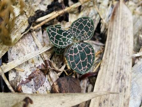 农村常见的中草药图片及名字（十种农村常见中药材）