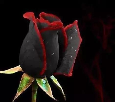 今年情人节流行送什么情人节快乐！所有罕见的玫瑰，送给挚友！