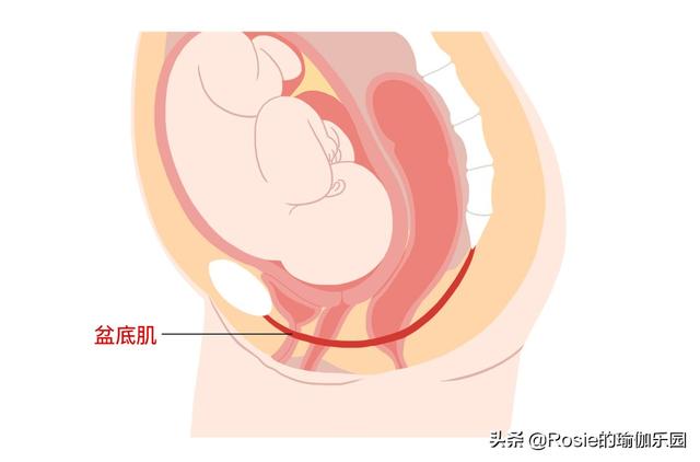 38歲備孕3年，林依晨順利產女，產後盆底肌鬆弛、漏尿如何做？ 健身減肥達人 第14张