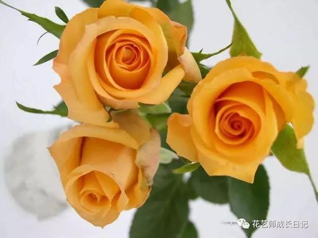 情人节送女孩什么礼物除了红玫瑰，七夕节我们还可以送哪些花表达爱？