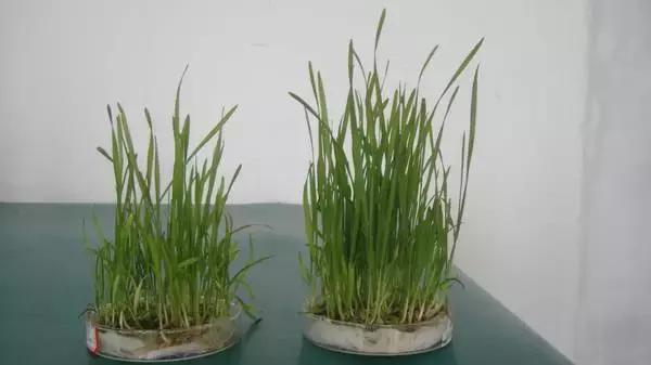 Eth植物激素（几种重要的激素介绍：生长素、细胞分裂素、赤霉脱落酸、乙烯）