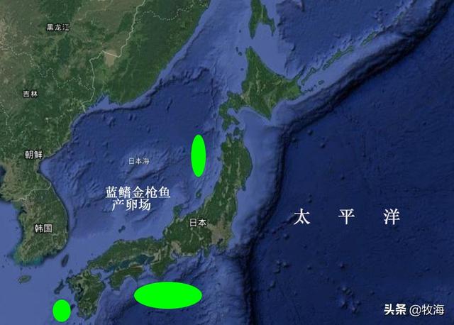 蓝鳍金枪鱼能不能人工养殖，日本近畿大学30年跋涉历程