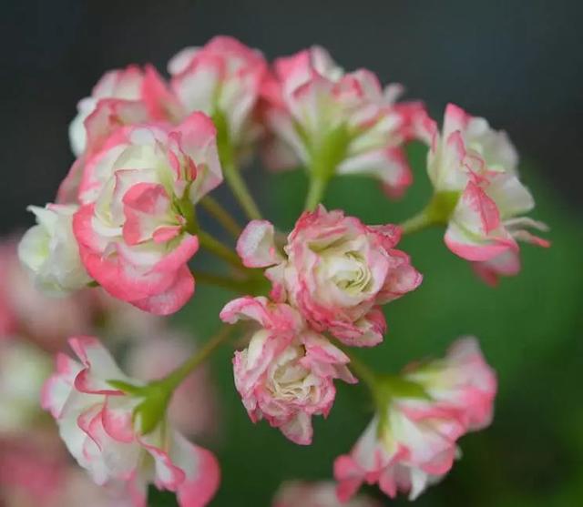 最美的各种花朵唯美图片大全,好看的鲜花图片 唯美