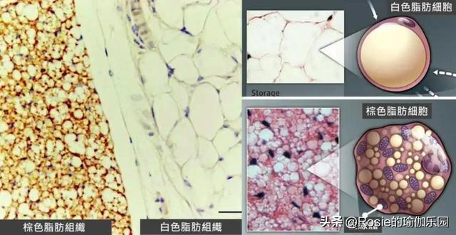 三金影後周冬雨愁這件事，每天5分鍾流瑜伽，擁有同款易瘦體質 健身減肥達人 第4张