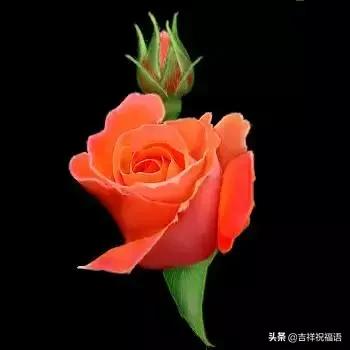 情人节送玫瑰花的含义5201314， 送你999玫瑰花，祝你爱情甜甜蜜蜜