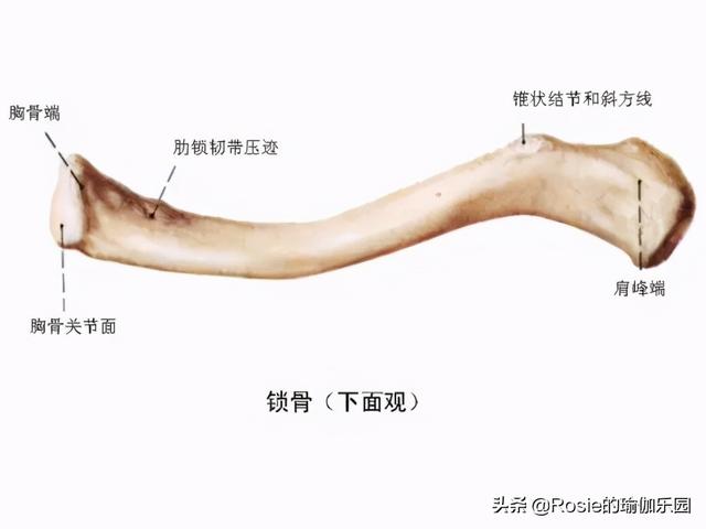 劉亦菲性感鎖骨、直角肩搶鏡，辦公做3步，終結烏龜脖解鎖好體態 健身減肥達人 第18张