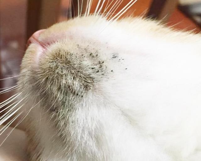 Cats love to be clean. When they have a black chin, these reasons need