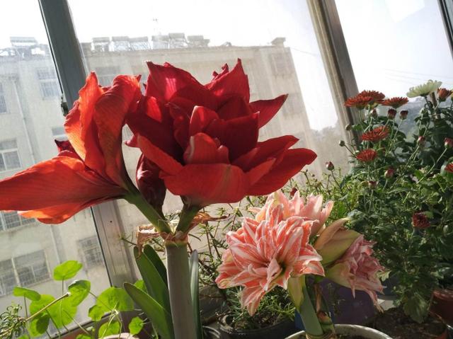 情人节送女孩礼物送花讲究“投其所好”，元旦春节就送它，聪明人都喜欢