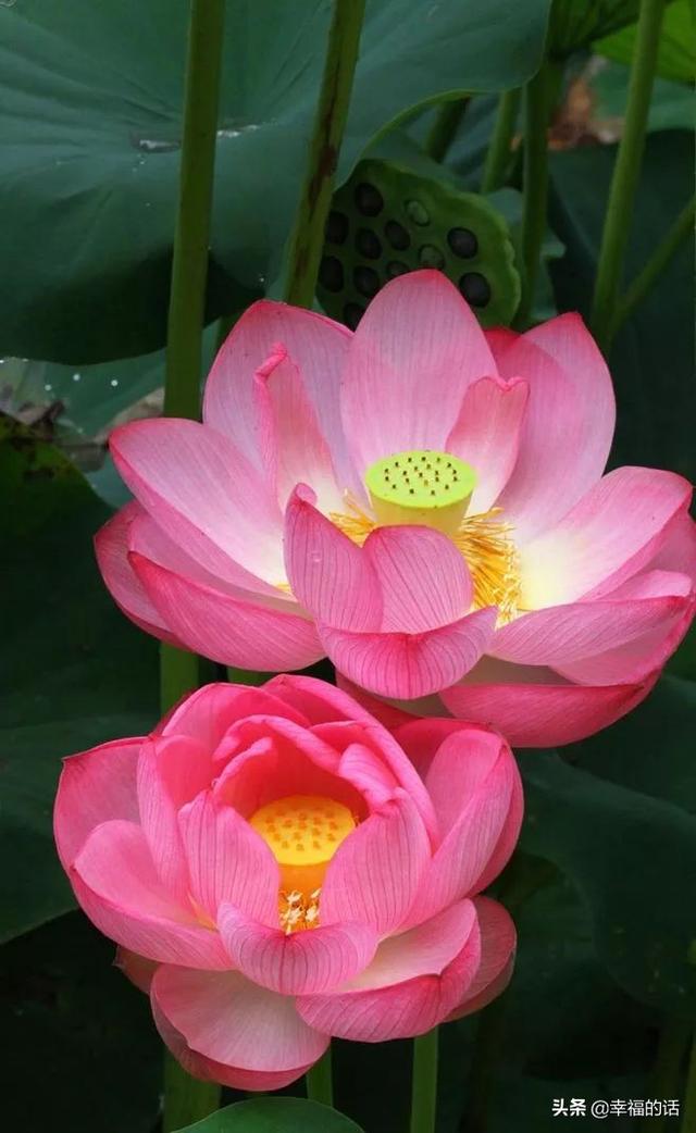送老婆鲜花寄语简短 老公送老婆什么花好