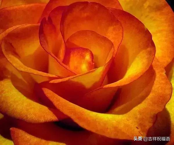 情人节礼物送什么明天情人节，送你999滴水玫瑰，太太太太美了，祝你美满幸福