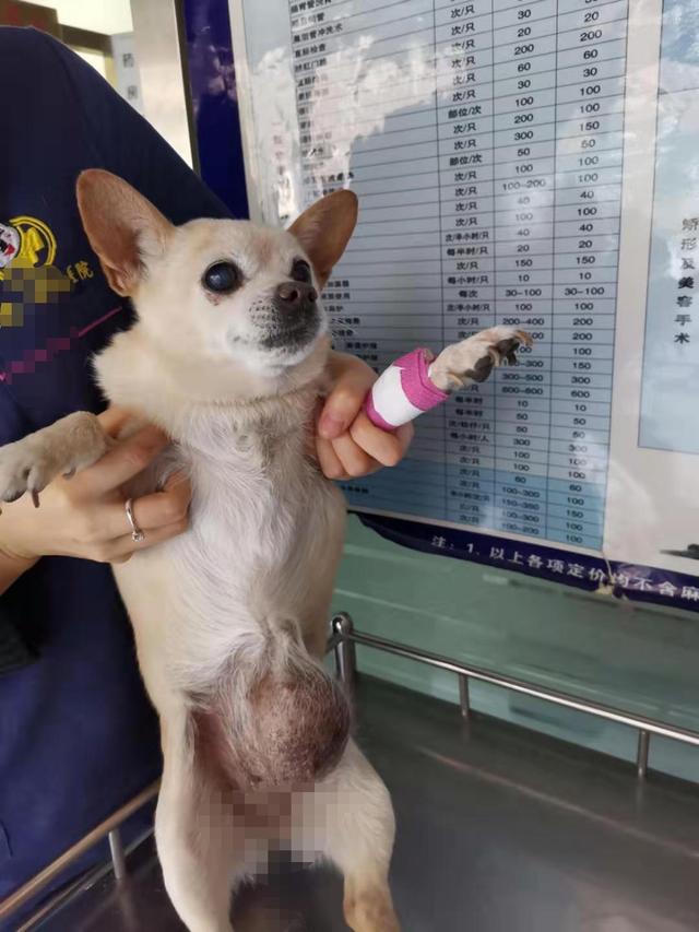 辟謠：狗狗腹部有疙瘩就是乳腺腫瘤？腹股溝疝也會出現腫塊 萌趣萌寵 第6张