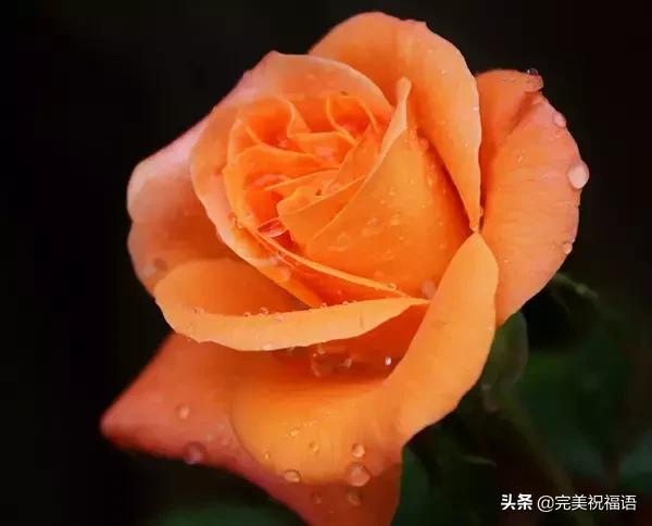 七夕送什么礼物好今日情人节，2.14玫瑰送给亲爱的朋友，祝你们情人节快乐