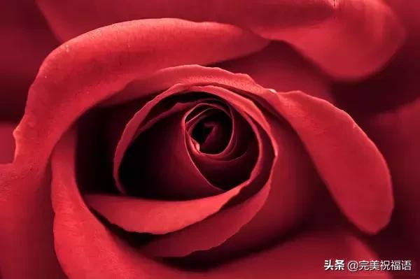 七夕送什么礼物好今日情人节，2.14玫瑰送给亲爱的朋友，祝你们情人节快乐