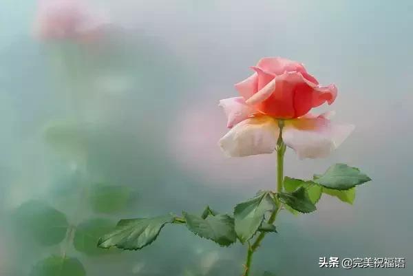 情人节送女孩礼物明日情人节,214朵玫瑰送给亲爱的朋友,祝你们情人节快乐