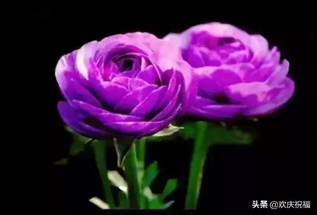 情人节送女生什么明日情人节，罕见情人花，你见过吗？忍不住发给你看看
