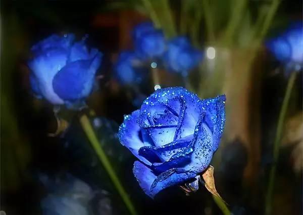 七夕送什么七夕过了还有情人节，这次送玫瑰花，数量品种不同，寓意差很多