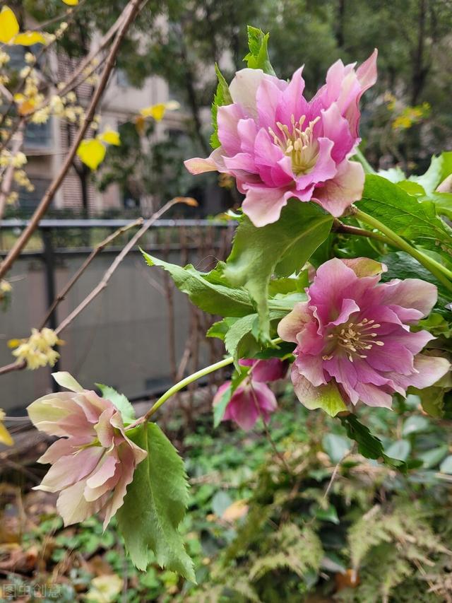 妈妈过生日儿子送什么花,送母亲生日鲜花送什么花