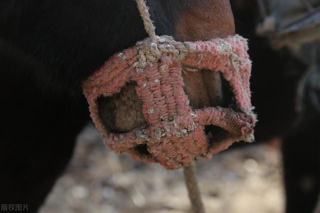 五六十年代老旧物件收藏图片（农村六七十年代11种老物件）