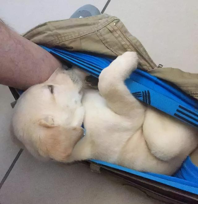 The dog smells the crotch of the owner’s crotch, which actually means