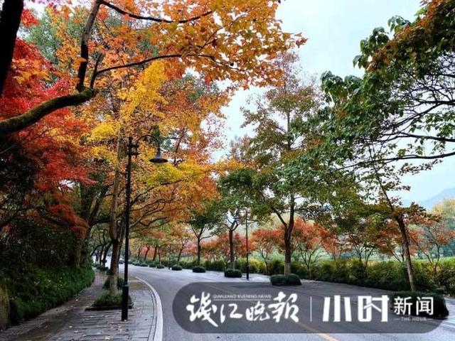 杭州灵隐、九溪美成这样了，这派“枫”景太上头