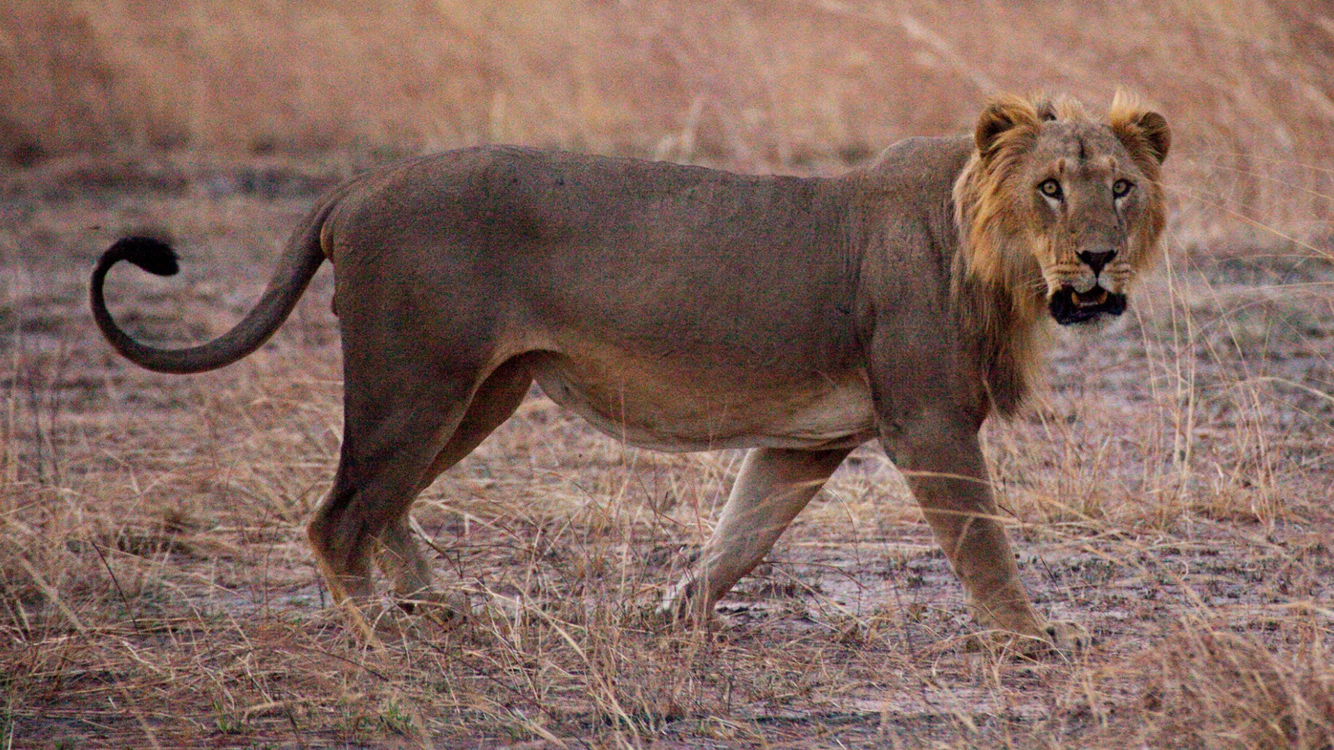 盘点14个狮子亚种,现存仅剩7种,巴巴里狮在野外已经灭绝